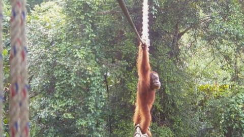Orangutan crossing a bridge in the forest.