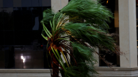 A palm tree stands as wind blows, while Hurricane Milton approaches Sarasota, in Florida, U.S.