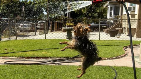 A homeowner waters the front lawn at his home on St. Louis St. in Boyle Heights. His dog Bandit is happy.