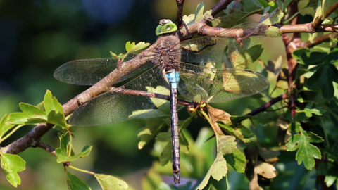 A living lesser emperor dragonfly was sighted and photographed at Rutland Water Nature Reserve on 13 July 2025.