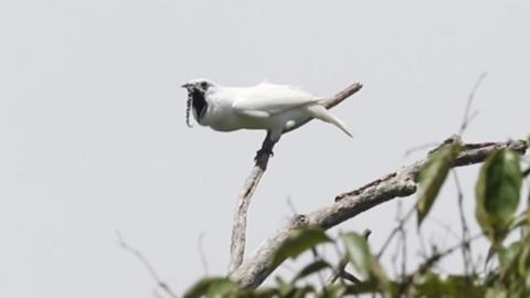 A white bellbird