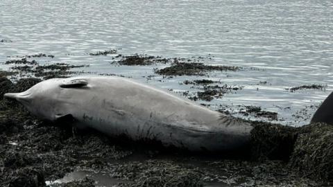 One whale lying lifeless