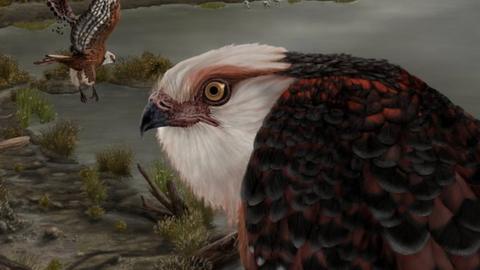 Archaehierax sylvestris, a newly described raptor fossil species which lived during the late Oligocene in Australia's interior. Artwork courtesy J Blokland, Flinders University.