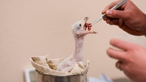 A small pink secretarybird chick opens its beak as a keeper feeds it with metal tweezers.