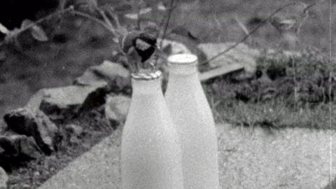 A tit perched on a milk bottle.