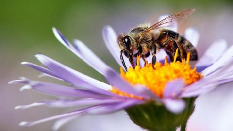 Honeybee on a flower.