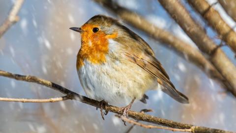 A robin sitting on a bare tree branch with snow falling behind