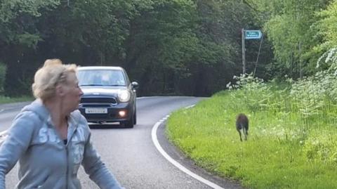 Wallaby in Sussex