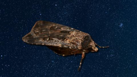 An illustration of the bogong moth with a starry background. 