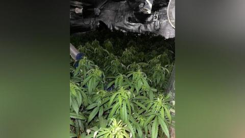 Dozens of large leafy green cannabis plants with silver growing equipment and foil surrounding them.