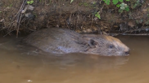 A beaver living in Bowyers Wood, East Sussex, is swimming in the water.