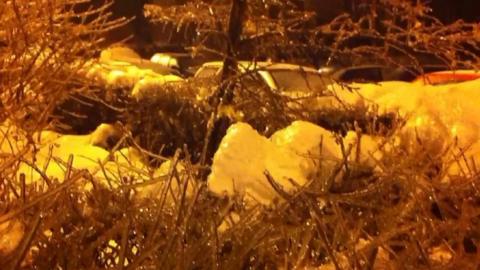 Snow in between bushes covered in ice