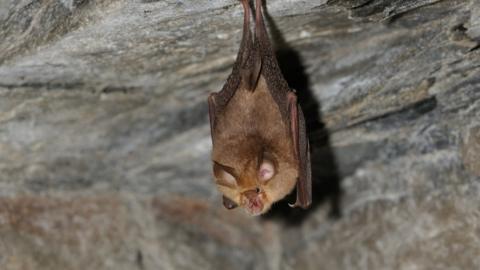 Greater horseshoe bat