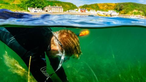 Diver planting seagrass