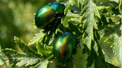 Tansy Beetles on Clifton Ings York