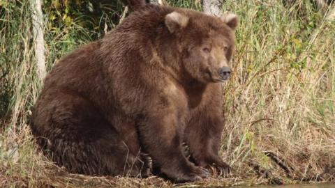 A very large, fat bear sits amongst the trees in Alaska.