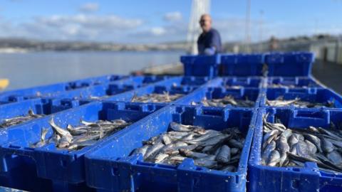 Manx herring in boxes on van