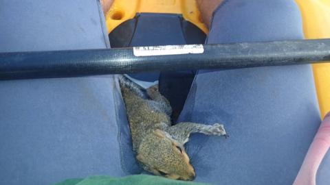 Squirrel in kayak