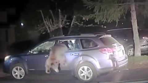 Bear escapes from car