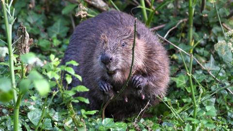 Beaver