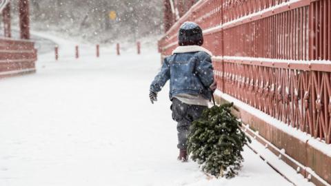 A boy drags a Christmas tree in the snow