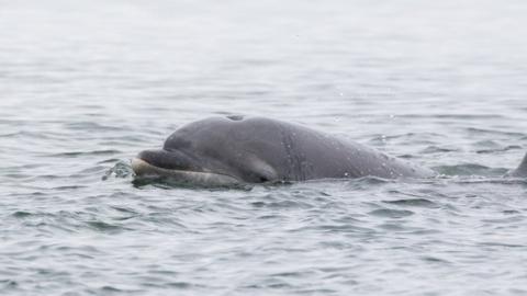 A photo of a dolphin in Inverness