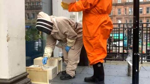 Bees removed from city centre bar