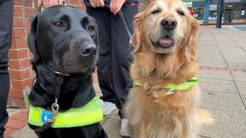 Guide dogs Tango (black) and Hannah