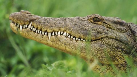 File photo of a crocodile