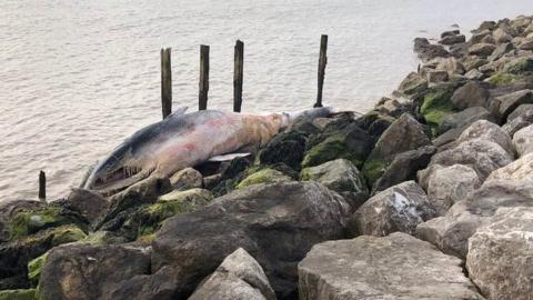 Photograph of deceased whale on rocks at Bawdsey beach