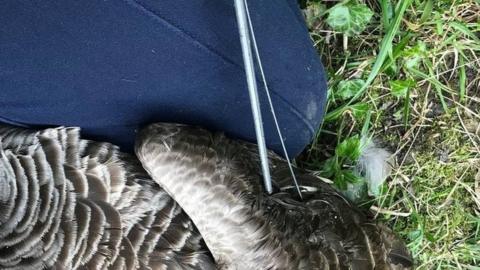 Canada goose found with bow and arrow piercing wing