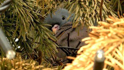 Pigeon in Christmas tree