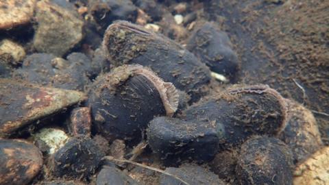 Underwater view of mussel bed