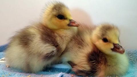 Two yellow goslings with black stripes