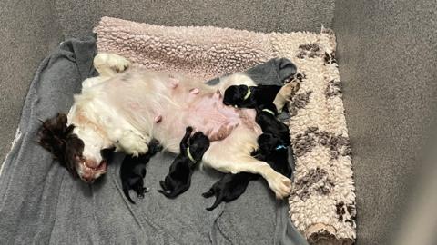 The rescued pups reunited with their mother