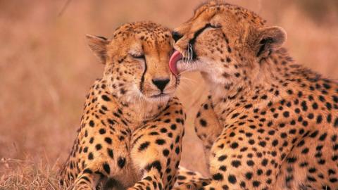 Cheetahs