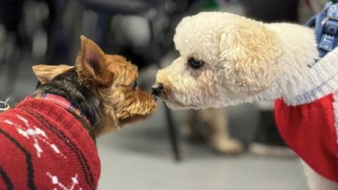 Llys Nini RSPCA's Sally Hyman said some dogs sang better than others