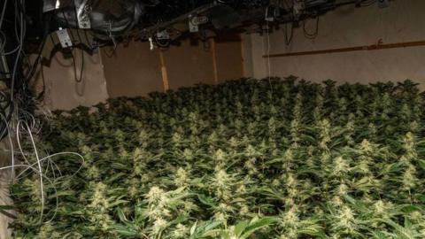 Interior of wood-walled room with floor covered in cannabis plants and lights on ceiling