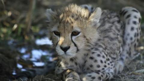 Pirouz the cheetah cub