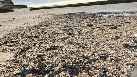 Starfish washed up on Margate beach