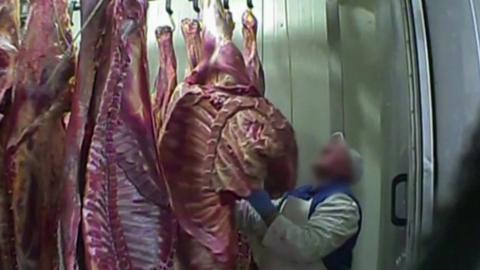 Carcasses at Polish abattoir (TVN via Reuters TV, 29 Jan 19)