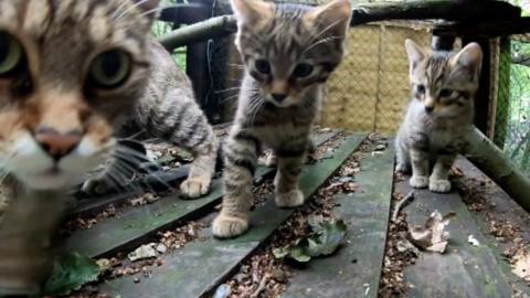 Wildcat kittens born in Kent