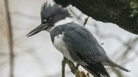 Belted kingfisher spotted at Withnell Fold