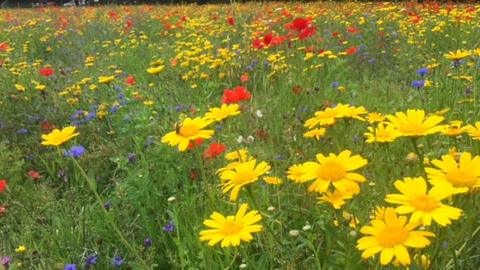 Wildflowers