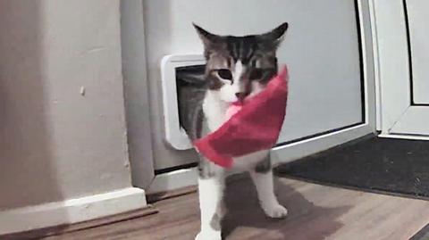 The kitten is caught on security camera dragging litter including crisp bags through his cat flap.