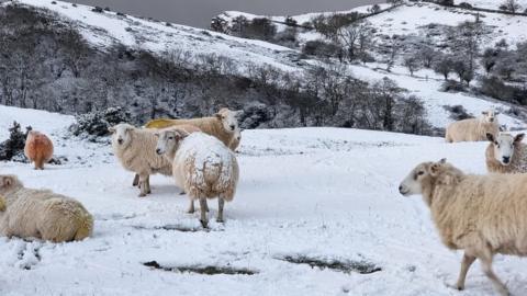 Defaid yn yr eira ar y Gogarth