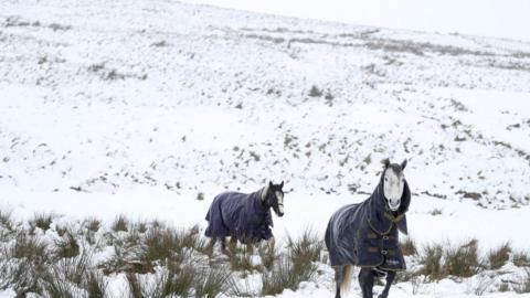 Two horses brave the wintry conditions in the Antrim hills