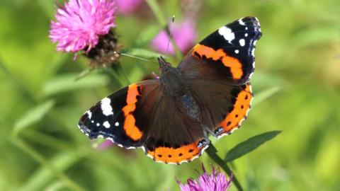 A red admiral butterfly