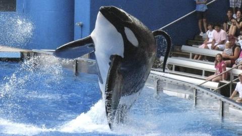 Tilikum, a killer whale at SeaWorld amusement park, performs during a show in Orlando, in this September 3, 2009 file photo
