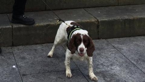 Police officer with sniffer dog in Inverness